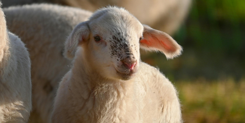 Desteklemeler Ödendi